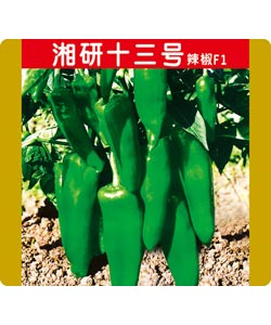 【湘研种业】湘研十三号 -泡椒种子 -辣椒种子