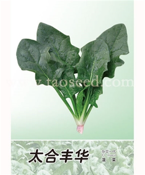 【楚天新科】太合丰华——菠菜种子