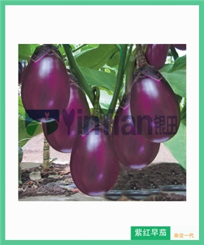 【长沙银田】紫红早茄 -茄子种子