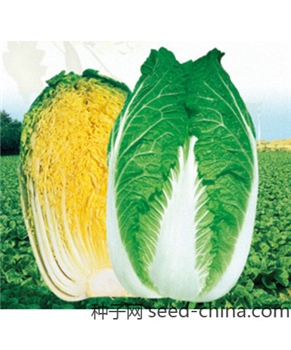 【百兴种业】-高原绿珠大白菜10g-大白菜种子