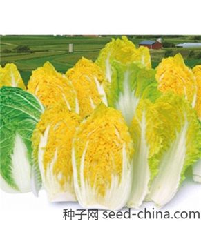 【百兴种业】-秀珠大白菜10g-大白菜种子