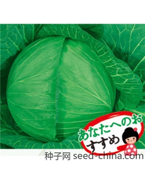 【百兴种业】冬致甘蓝10g/袋 -甘蓝种子 -包菜种子