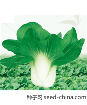 【百兴种业】四季全能小白菜25g -小白菜种子