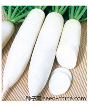 【百兴种业】-长白龙萝卜50g/罐——白萝卜种子