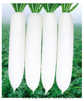 【百兴种业】-雪玉萝卜10g/袋——白萝卜种子