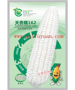 【桂福园】天贵糯162 玉米种子