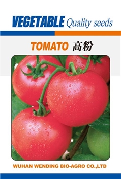 【文鼎农业】高粉 -番茄种子
