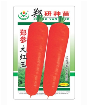 【郑研种苗】郑参大红玉——胡萝卜种子