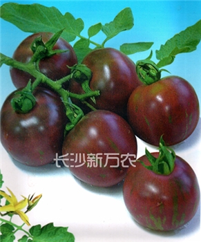 【新万农】紫玉小蕃茄 -番茄种子 -小番茄 -樱桃番茄