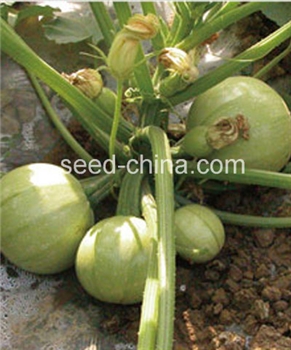 【三绿种业】南瓜新品种——玉冠南瓜