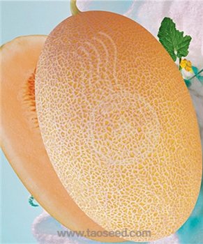 【新疆农人】FM1（小型哈密瓜） -甜瓜种子