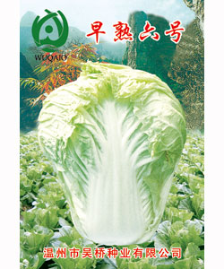 【吴桥】早熟六号-大白菜种子