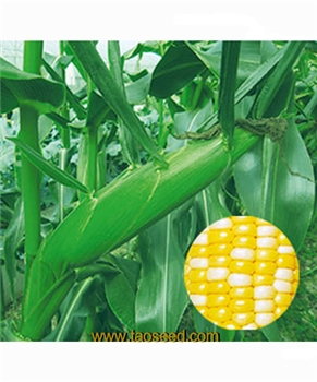 【台湾合欢农产】双喜D-158  甜玉米