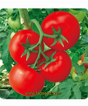 【台湾合欢农产】DM001番茄