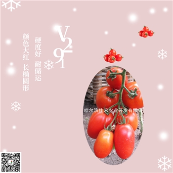 【佳禾农业】V291-番茄种子-串红