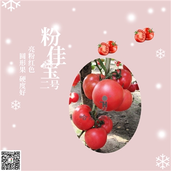 【佳禾农业】粉佳宝二号-番茄种子