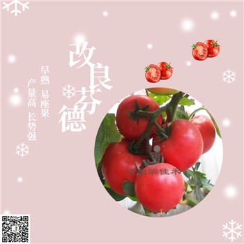 【佳禾农业】改良芬德-番茄种子
