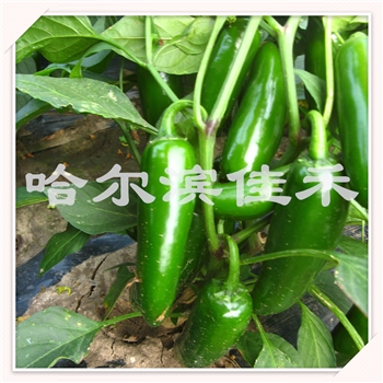 【佳禾农业】子弹椒-辣椒种子-泡椒类型
