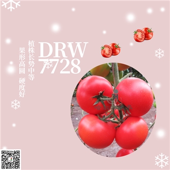 【佳禾农业】DRW7728-番茄种子-红果番茄-硬度好-耐裂果