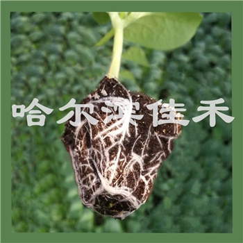 【佳禾农业】寒佳-砧木种子-黄瓜嫁接用