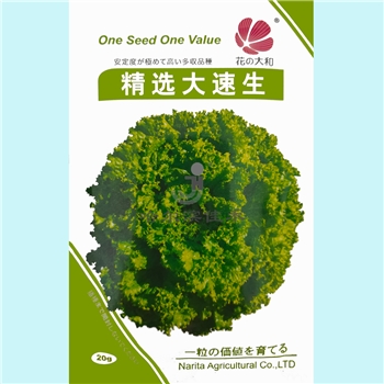 【佳禾农业】精选速生-生菜种子-散叶生菜-绿叶生菜