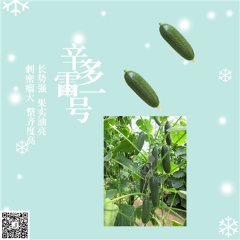 【佳禾农业】Monolit（辛多雷一号）-黄瓜种子-加工、鲜食类型-腌渍