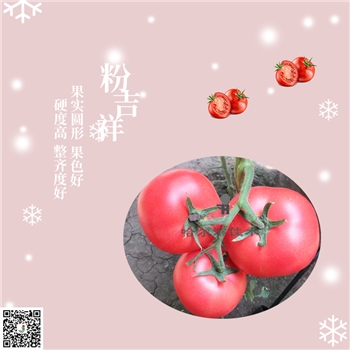 【佳禾农业】粉吉祥-番茄种子-粉果番茄