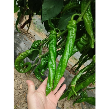楚陇201