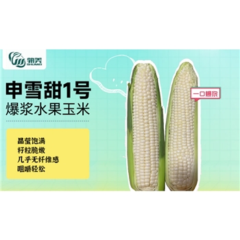 申雪甜1号