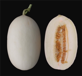 翠雪7号  [浙农科院] 