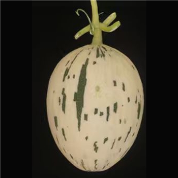 绿珠1号【浙农科院】