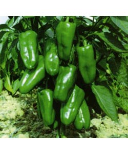 【湘研种业】湘研八号 -甜椒种子 辣椒种子