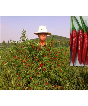 【湘研种业】湘辣706 朝天椒种子 -辣椒种子