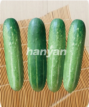 【汉研种苗】汉吉一号  -黄瓜种子