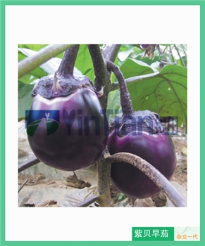 【长沙银田】紫贝早茄 -茄子种子