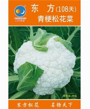 【南方蔬菜】东方青梗松花菜108天