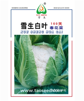 【南方蔬菜】雪生白叶160天春花菜