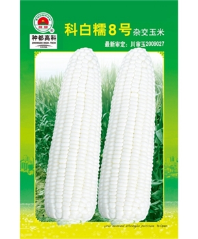 【种都高科】科白糯8号 (2) 玉米种子