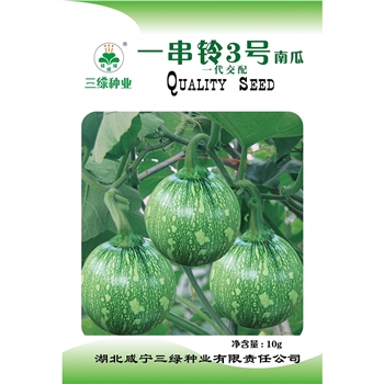 一串铃三号南瓜