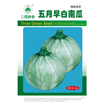 五月早白南瓜