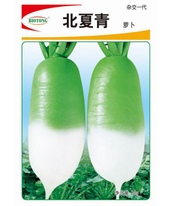 【百欧通】北夏青——白萝卜种子