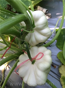 【好特园艺】白色飞碟观赏南瓜10粒观赏蔬菜种子