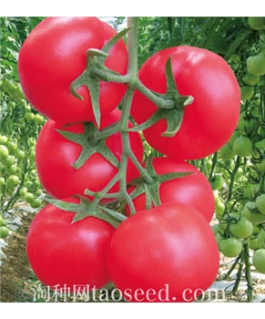 【好特园艺】多金-规格1000粒/包 -番茄种子