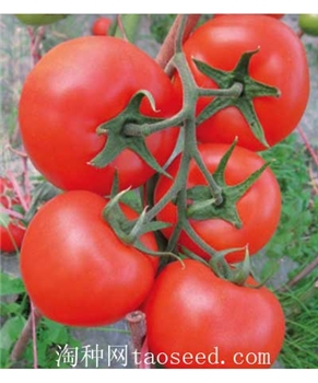 【好特园艺】瑞红-规格1000粒/包 -番茄种子