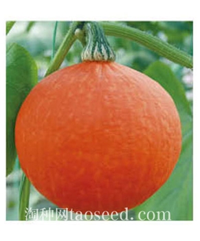 【好特园艺】红锦-规格10克/包