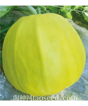 【好特园艺】珍甜-规格5克/包 -甜瓜种子