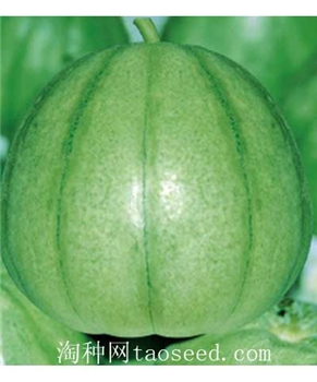 【好特园艺】珍霸-规格5克/包 -甜瓜种子