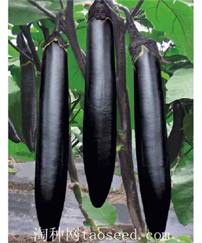 【好特园艺】黑剑F1 -茄子种子