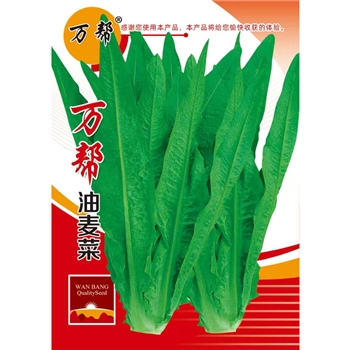 万帮油麦菜