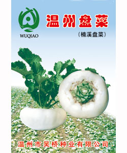 【吴桥】温州盘菜-大白菜种子